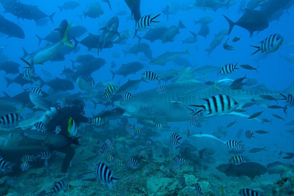 Beqa Lagoon Resort Raviravi Eksteriør bilde